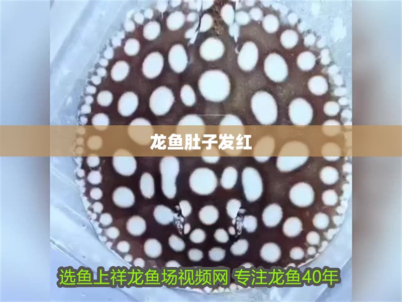 龍魚(yú)肚子發(fā)紅