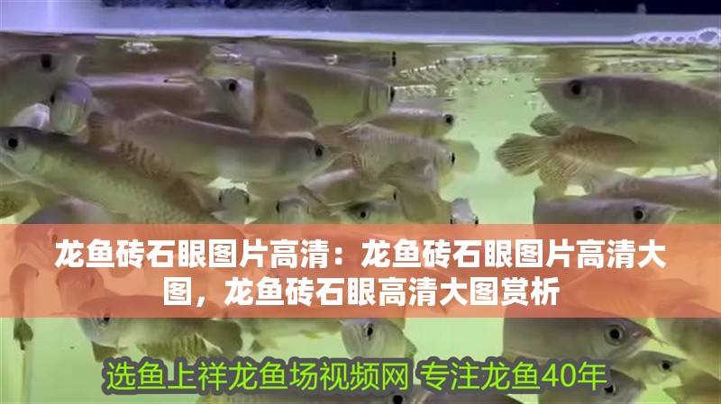 龍魚磚石眼圖片高清：龍魚磚石眼圖片高清大圖，龍魚磚石眼高清大圖賞析