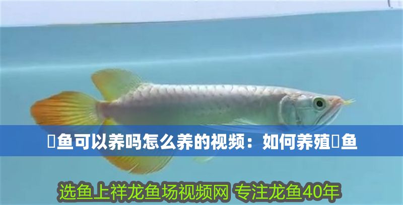 魟魚可以養(yǎng)嗎怎么養(yǎng)的視頻：如何養(yǎng)殖魟魚
