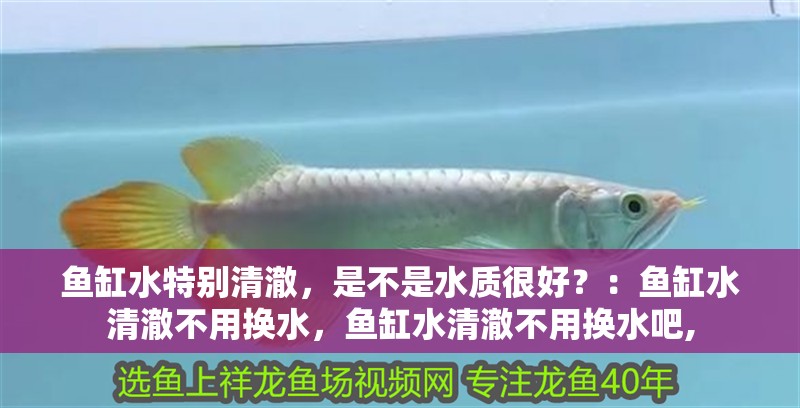 魚缸水特別清澈，是不是水質很好？：魚缸水清澈不用換水，魚缸水清澈不用換水吧,