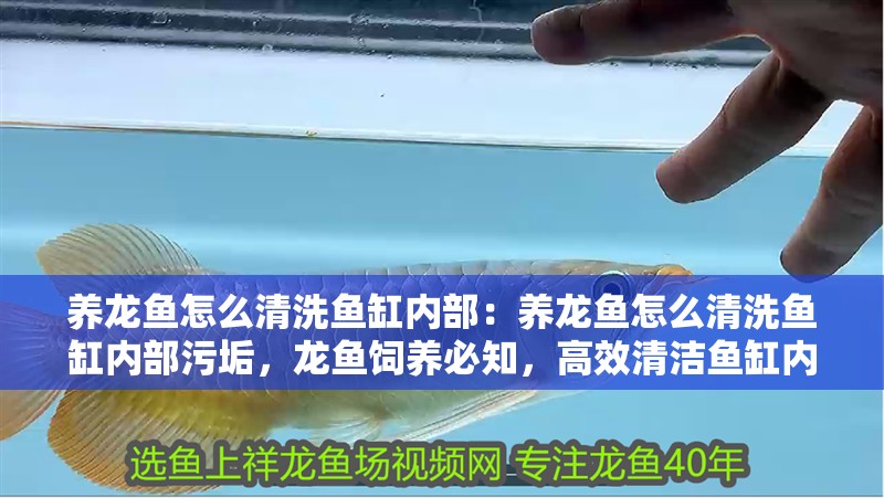 養龍魚怎么清洗魚缸內部：養龍魚怎么清洗魚缸內部污垢，龍魚飼養必知，高效清潔魚缸內部及頑固污垢去除