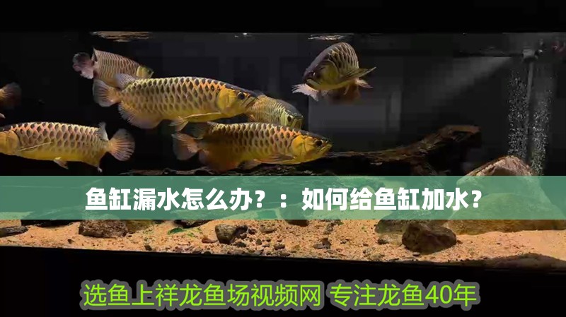 魚缸漏水怎么辦？：如何給魚缸加水？