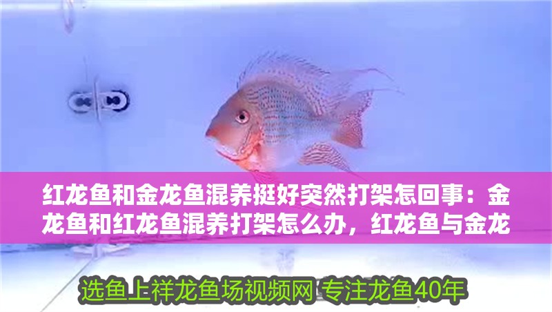 紅龍魚和金龍魚混養挺好突然打架怎回事：金龍魚和紅龍魚混養打架怎么辦，紅龍魚與金龍魚混養打架原因及應對方法