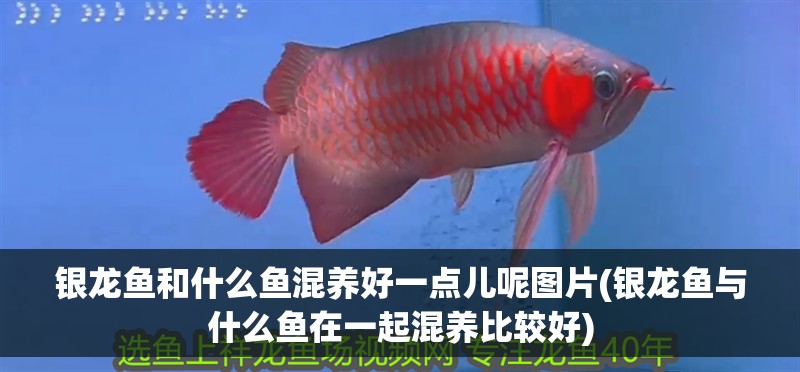 銀龍魚和什么魚混養好一點兒呢圖片(銀龍魚與什么魚在一起混養比較好)
