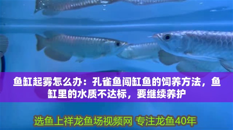 魚缸起霧怎么辦：孔雀魚闖缸魚的飼養(yǎng)方法，魚缸里的水質(zhì)不達(dá)標(biāo)，要繼續(xù)養(yǎng)護(hù)