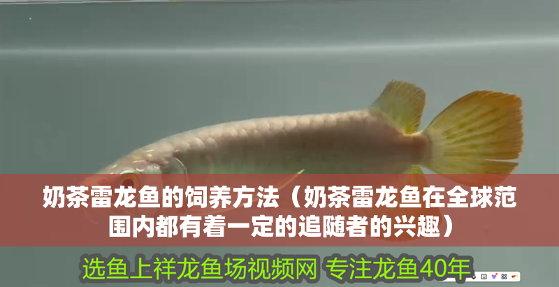 奶茶雷龍魚的飼養方法（奶茶雷龍魚在全球范圍內都有著一定的追隨者的興趣）