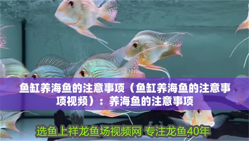 魚缸養(yǎng)海魚的注意事項（魚缸養(yǎng)海魚的注意事項視頻）：養(yǎng)海魚的注意事項
