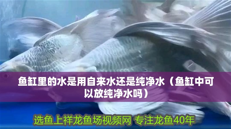 魚缸里的水是用自來水還是純凈水（魚缸中可以放純凈水嗎）