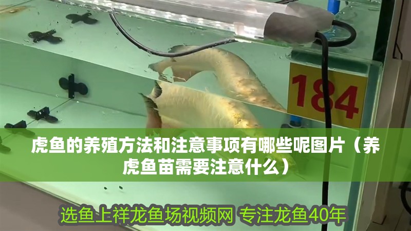 虎魚的養殖方法和注意事項有哪些呢圖片（養虎魚苗需要注意什么）
