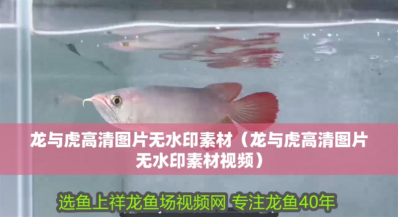 龍與虎高清圖片無水印素材（龍與虎高清圖片無水印素材視頻）