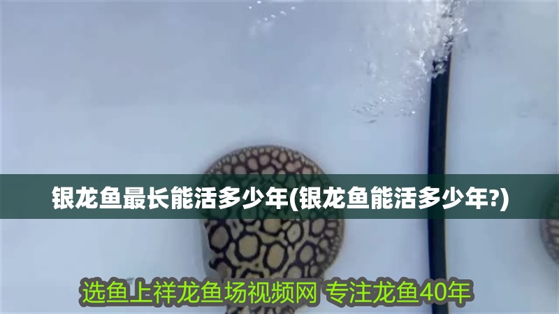 銀龍魚(yú)最長(zhǎng)能活多少年(銀龍魚(yú)能活多少年?)