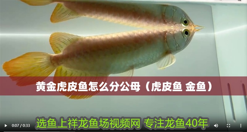 黃金虎皮魚怎么分公母（虎皮魚 金魚）