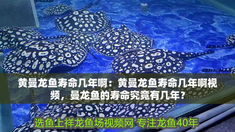 黃曼龍魚壽命幾年啊：黃曼龍魚壽命幾年啊視頻，曼龍魚的壽命究竟有幾年？