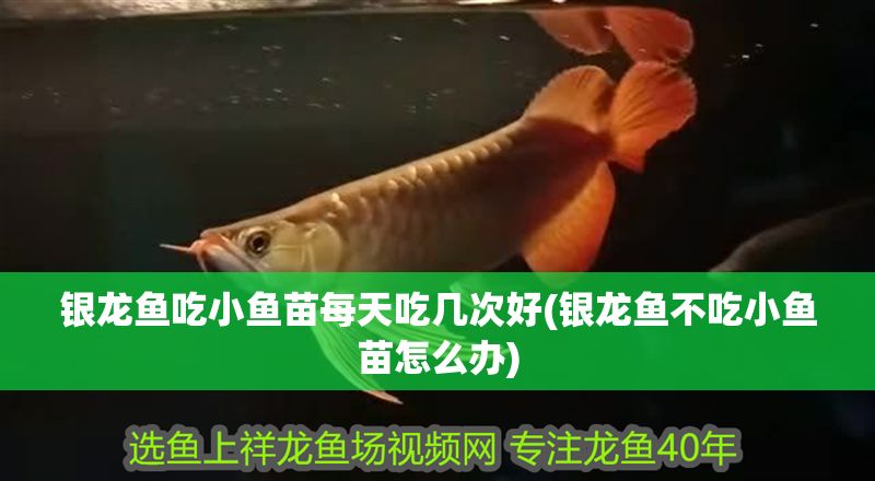 銀龍魚吃小魚苗每天吃幾次好(銀龍魚不吃小魚苗怎么辦)