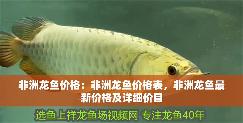 非洲龍魚價(jià)格：非洲龍魚價(jià)格表，非洲龍魚最新價(jià)格及詳細(xì)價(jià)目