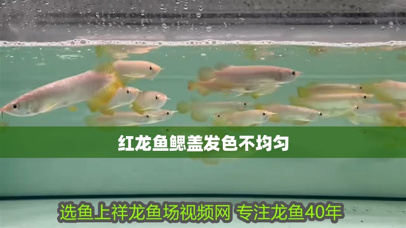 紅龍魚鰓蓋發色不均勻