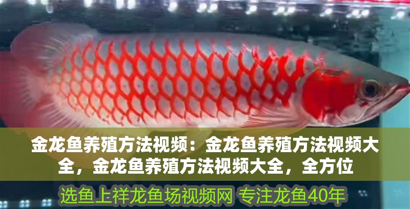 金龍魚養(yǎng)殖方法視頻：金龍魚養(yǎng)殖方法視頻大全，金龍魚養(yǎng)殖方法視頻大全，全方位