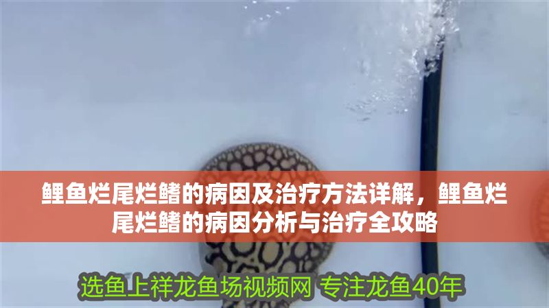 鯉魚爛尾爛鰭的病因及治療方法詳解,鯉魚爛尾爛鰭的病因分析與治療全攻略 龍魚常見疾病 第1張 鯉魚爛尾爛鰭的病因及治療方法詳解,鯉魚爛尾爛鰭的病因分析與治療全攻略 鯉魚爛尾爛鰭的病因及治療方法詳解,鯉魚爛尾爛鰭的病因分析與治療全攻略 龍魚常見疾病 第1張