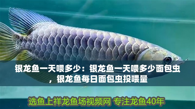 銀龍魚一天喂多少：銀龍魚一天喂多少面包蟲，銀龍魚每日面包蟲投喂量