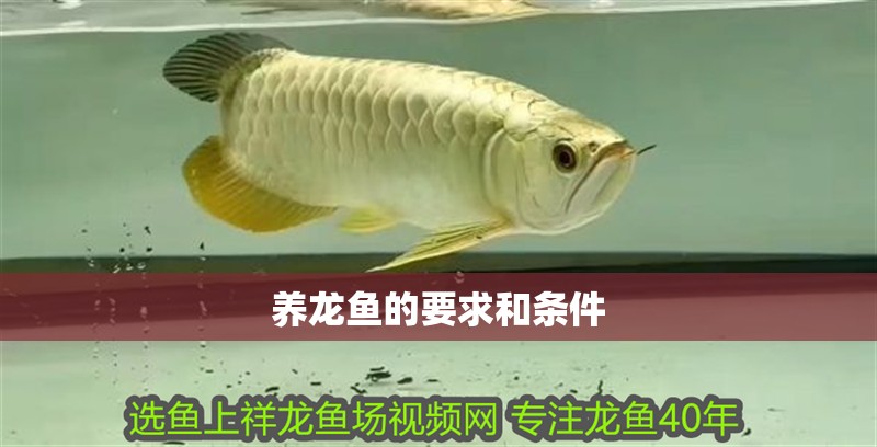 養(yǎng)龍魚的要求和條件