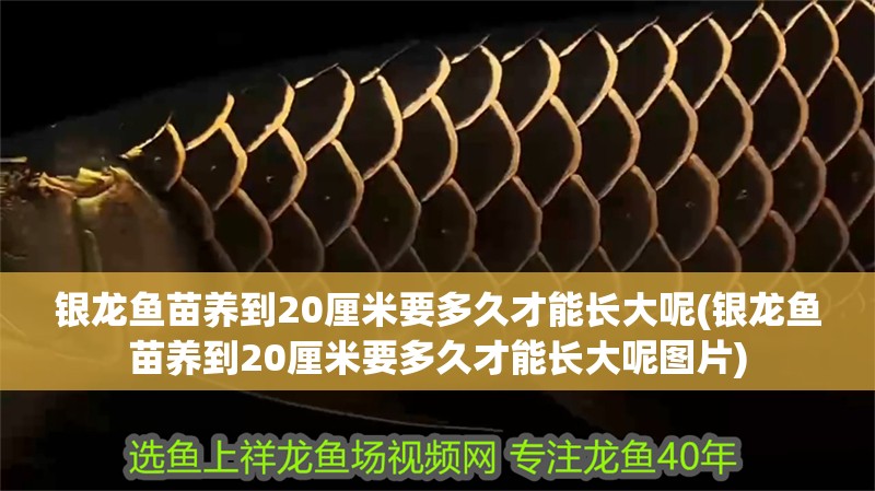 龍魚怕什么 銀龍魚苗養到20厘米要多久才能長大呢(銀龍魚苗養到20厘米要多久才能長大呢圖片) 銀龍魚百科 銀龍魚苗養到20厘米要多久才能長大呢(銀龍魚苗養到20厘米要多久才能長大呢圖片) 銀龍魚苗養到20厘米要多久才能長大呢(銀龍魚苗養到20厘米要多久才能長大呢圖片) 銀龍魚百科