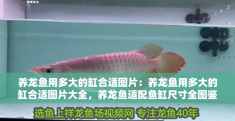 養龍魚用多大的缸合適圖片：養龍魚用多大的缸合適圖片大全，養龍魚適配魚缸尺寸全圖鑒，科學選缸指南