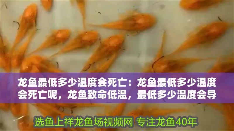 龍魚最低多少溫度會死亡：龍魚最低多少溫度會死亡呢，龍魚致命低溫，最低多少溫度會導致