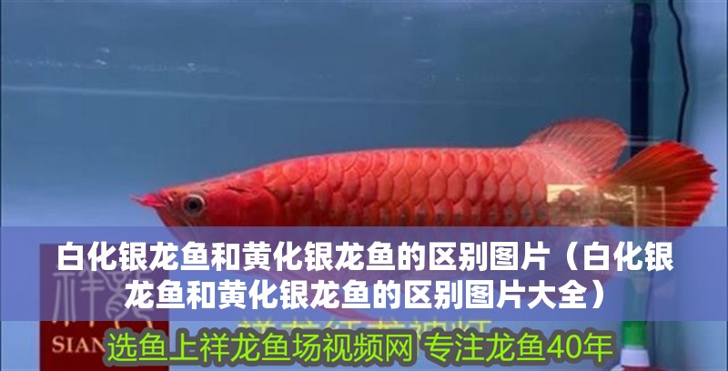 白化銀龍魚(yú)和黃化銀龍魚(yú)的區(qū)別圖片（白化銀龍魚(yú)和黃化銀龍魚(yú)的區(qū)別圖片大全）