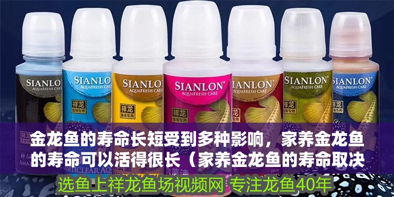 金龍魚的壽命長短受到多種影響，家養(yǎng)金龍魚的壽命可以活得很長（家養(yǎng)金龍魚的壽命取決于哪些因素？）