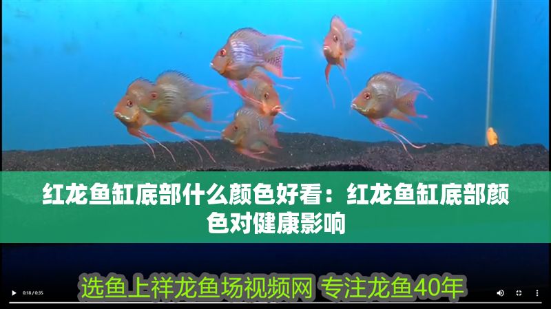 紅龍魚缸底部什么顏色好看：紅龍魚缸底部顏色對健康影響
