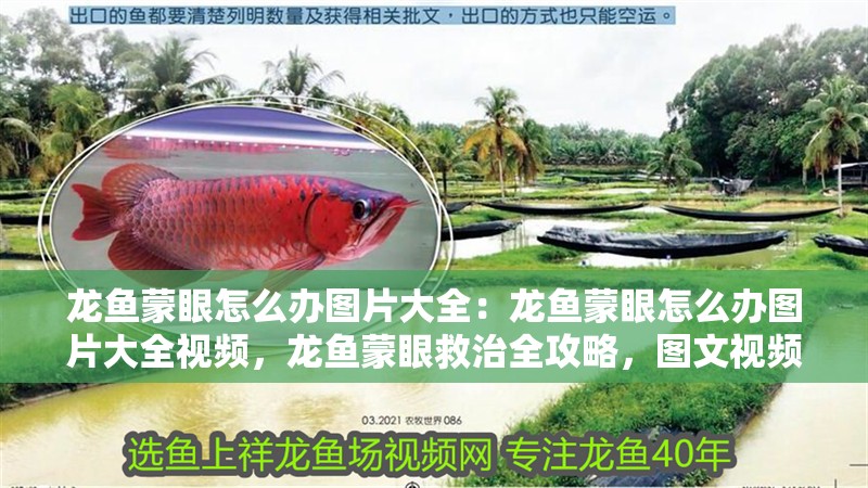 龍魚蒙眼怎么辦圖片大全：龍魚蒙眼怎么辦圖片大全視頻，龍魚蒙眼救治全攻略，圖文視頻詳解應對方法