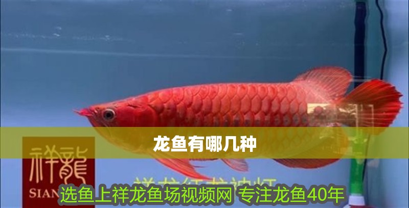 龍魚有哪幾種