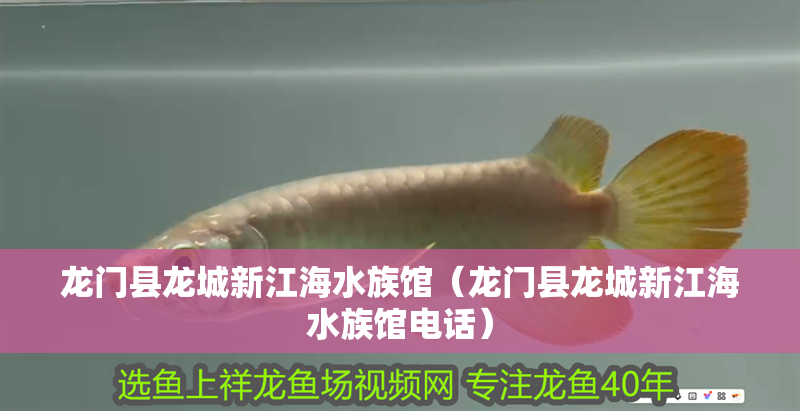 龍門縣龍城新江海水族館（龍門縣龍城新江海水族館電話）