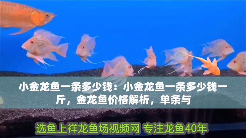 小金龍魚一條多少錢：小金龍魚一條多少錢一斤，金龍魚價格解析，單條與