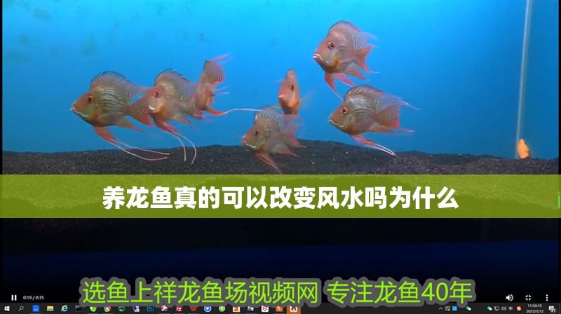 養龍魚真的可以改變風水嗎為什么