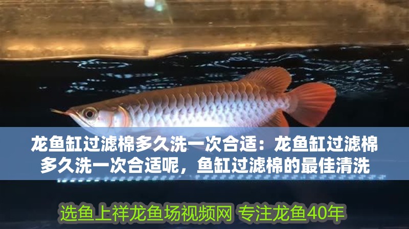 龍魚缸過濾棉多久洗一次合適：龍魚缸過濾棉多久洗一次合適呢，魚缸過濾棉的最佳清洗
