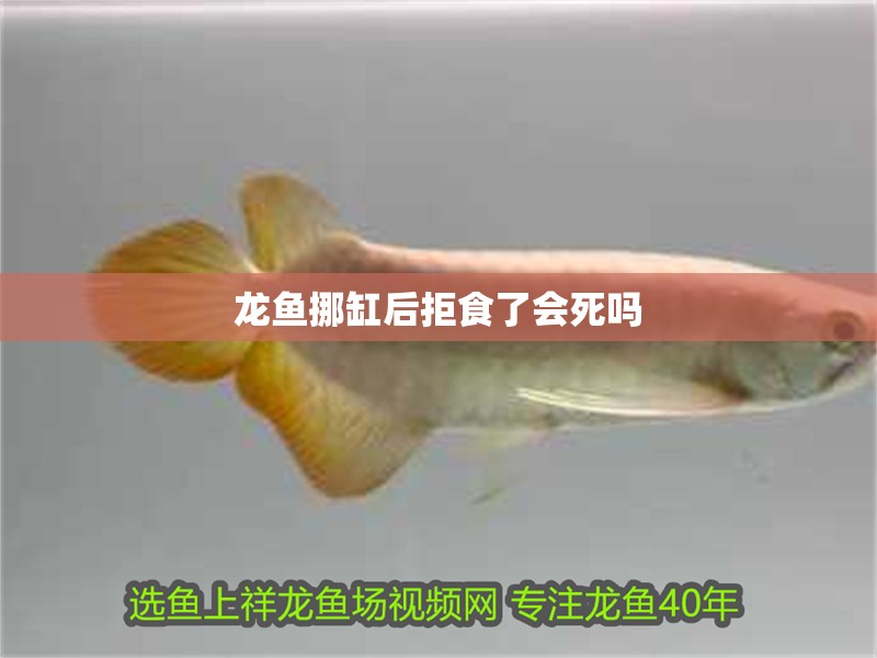 龍魚挪缸后拒食了會死嗎