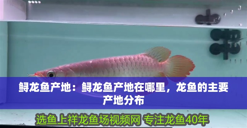 鱘龍魚產地：鱘龍魚產地在哪里，龍魚的主要產地分布
