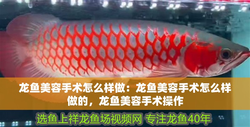 龍魚美容手術怎么樣做：龍魚美容手術怎么樣做的，龍魚美容手術操作