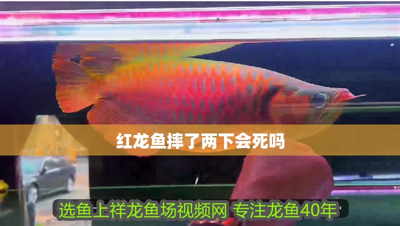 紅龍魚摔了兩下會死嗎