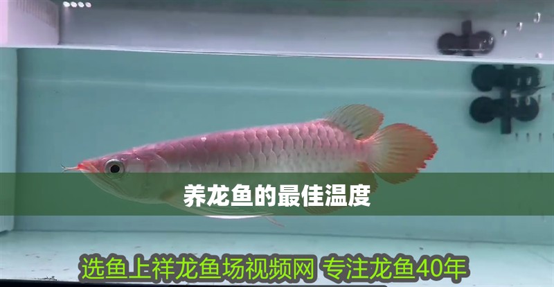 養龍魚的最佳溫度