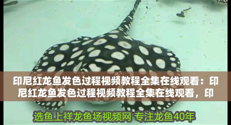 印尼紅龍魚發色過程視頻教程全集在線觀看：印尼紅龍魚發色過程視頻教程全集在線觀看，印尼紅龍魚發色過程視頻教程