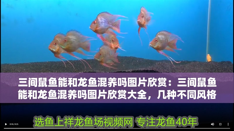 三間鼠魚能和龍魚混養嗎圖片欣賞：三間鼠魚能和龍魚混養嗎圖片欣賞大全，幾種不同風格的標題供你參考，，驚艷！三間鼠魚與龍魚混養圖片大全欣賞，探秘，三間鼠魚能否和龍魚混養？高清圖片大賞，聚焦混養之美，三間鼠魚、龍魚混
