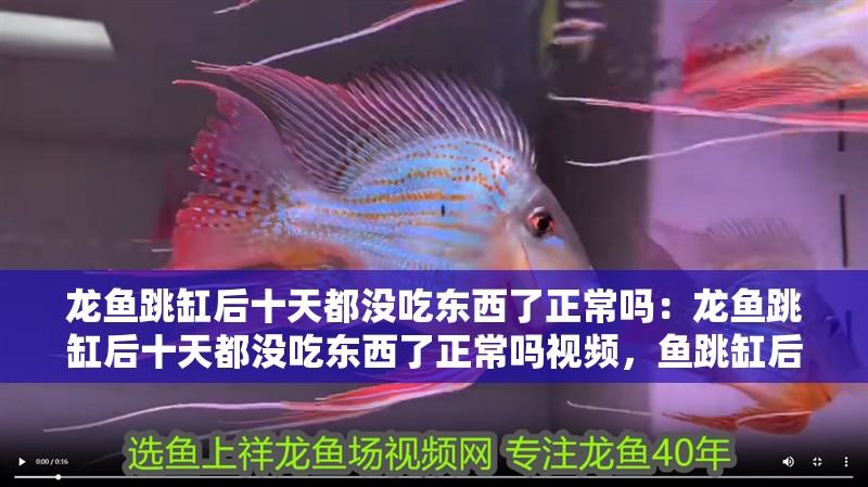 龍魚跳缸后十天都沒吃東西了正常嗎：龍魚跳缸后十天都沒吃東西了正常嗎視頻，魚跳缸后十天未進食是否正常？