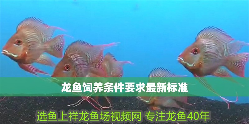 龍魚飼養條件要求最新標準
