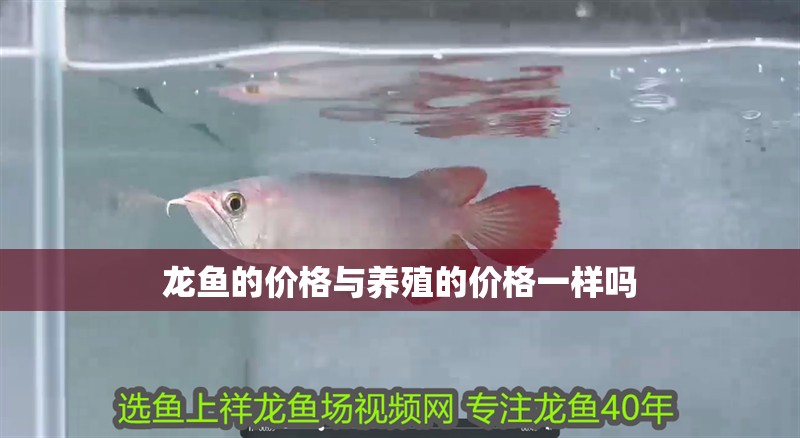 龍魚的價格與養(yǎng)殖的價格一樣嗎