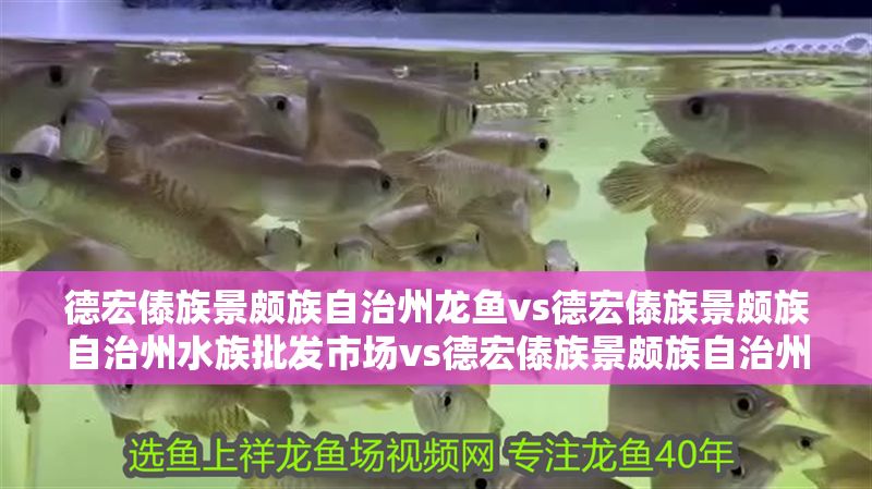 德宏傣族景頗族自治州龍魚vs德宏傣族景頗族自治州水族批發市場vs德宏傣族景頗族自治州水族館vs德宏傣族景頗族自治州魚缸批發市場vs祥龍魚場：德宏傣族景頗族自治州水族養殖與交易