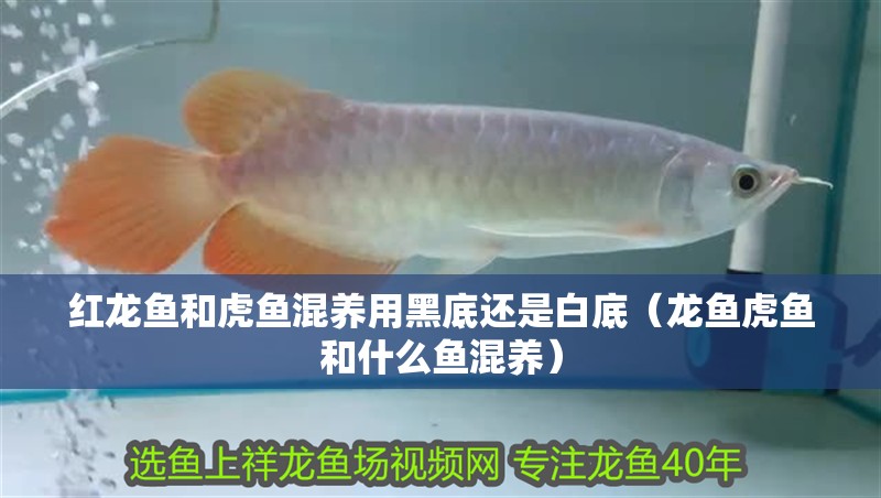 紅龍魚和虎魚混養(yǎng)用黑底還是白底（龍魚虎魚和什么魚混養(yǎng)）