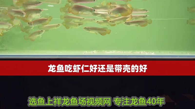 龍魚吃蝦仁好還是帶殼的好