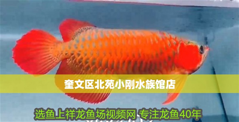 奎文區北苑小剛水族館店